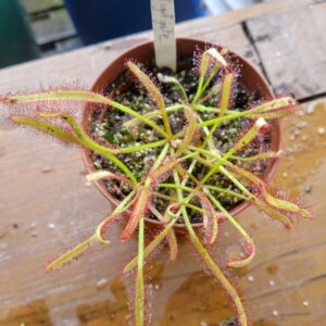 Drosera capensis vogelgate nature reserve