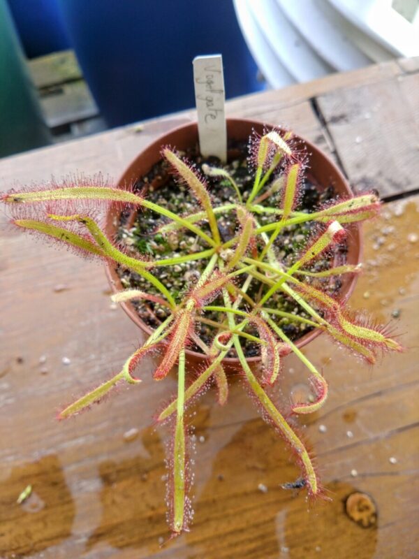 Drosera capensis vogelgate nature reserve
