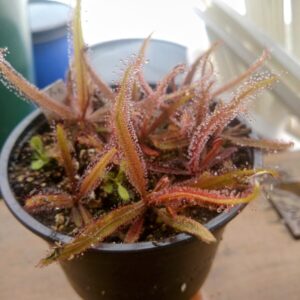Drosera adelae