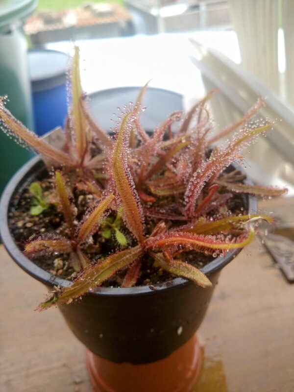 Drosera adelae