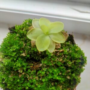 Pinguicula moranensis superba