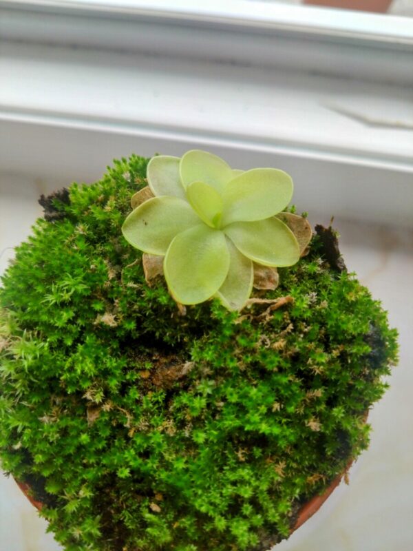 Pinguicula moranensis superba