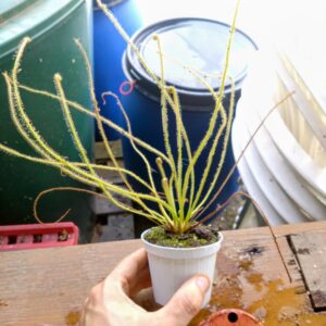 Deoser filiformis giant