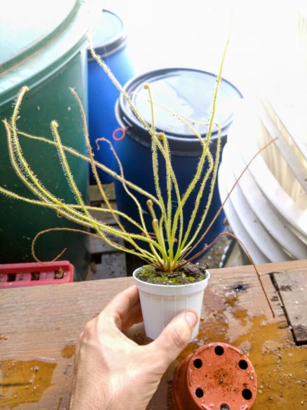 Deoser filiformis giant