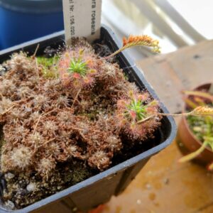 Drosera roseana