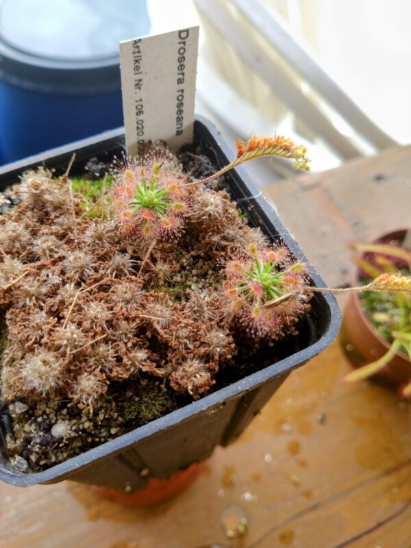 Drosera roseana