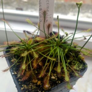 Drosera intermedia roraima