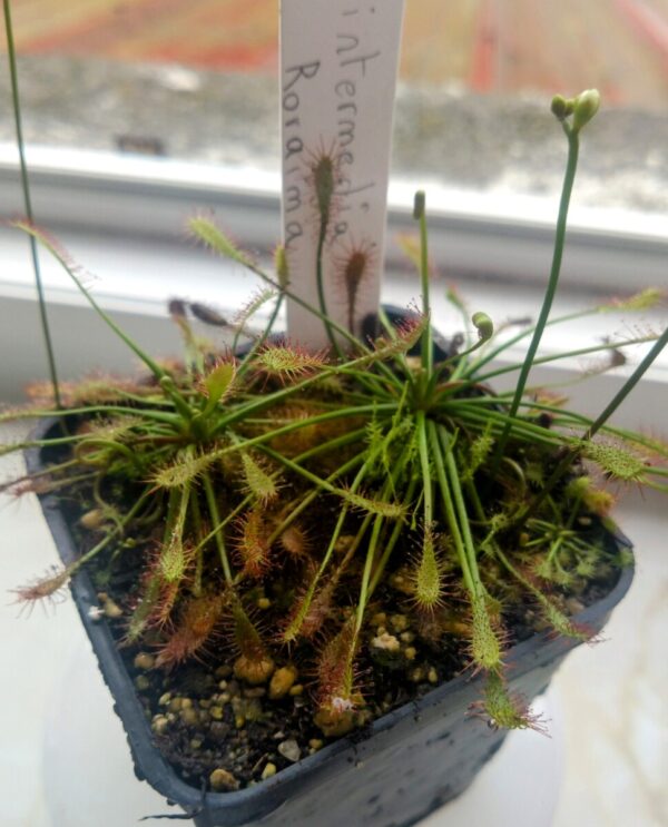 Drosera intermedia roraima