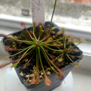 Drosera intermedia gran sabana