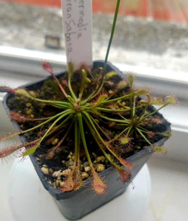 Drosera intermedia gran sabana
