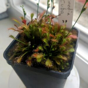 Drosera intermedia cuba