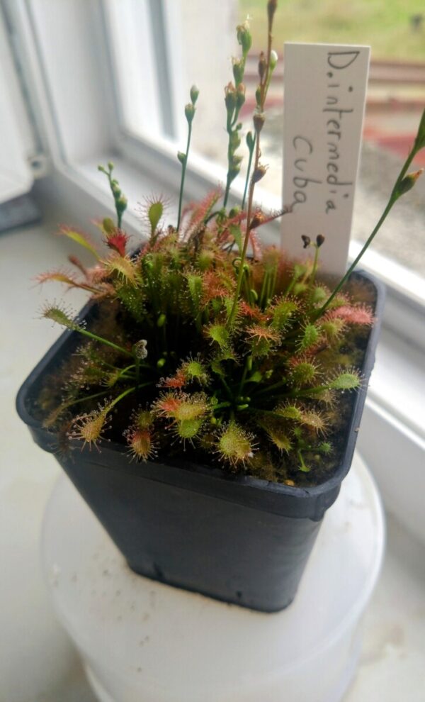 Drosera intermedia cuba