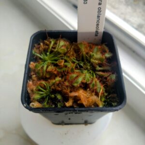 Drosera oblanceolata