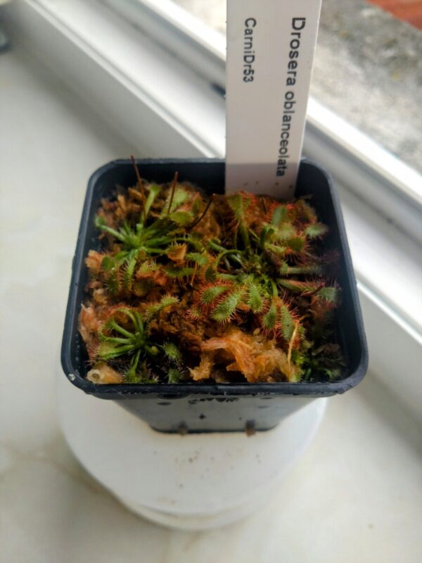 Drosera oblanceolata