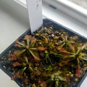 Drosera riparia