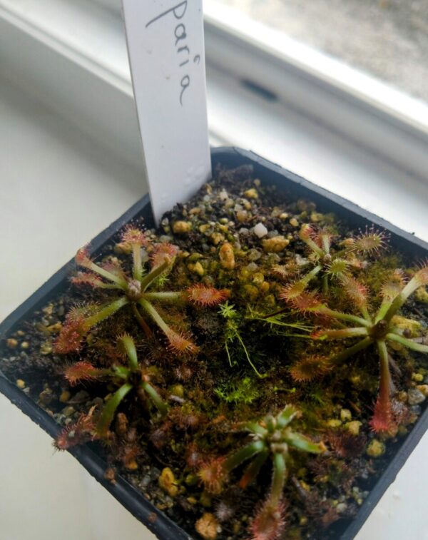 Drosera riparia