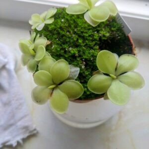 Pinguicula huahuapan