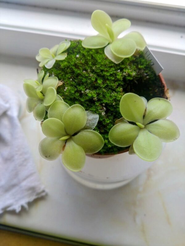 Pinguicula huahuapan