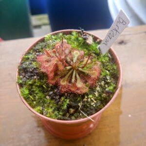 Drosera burkeana