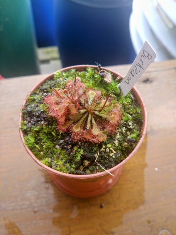Drosera burkeana