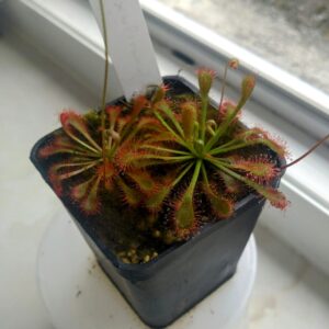 Drosera ultramafica x spatulata