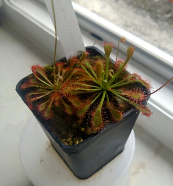 Drosera ultramafica x spatulata