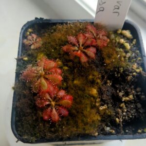 drosera tomentosa var tomentosa