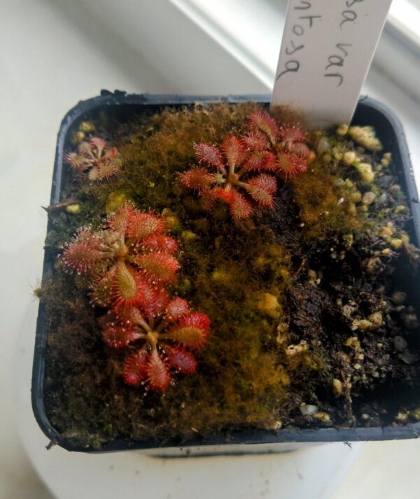 drosera tomentosa var tomentosa