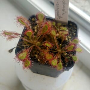 Drosera x obovata Ivan's paddle