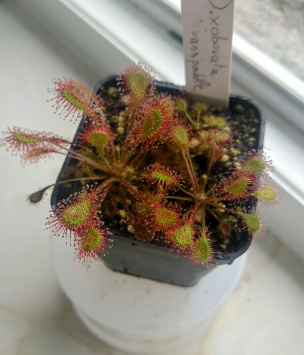 Drosera x obovata Ivan's paddle