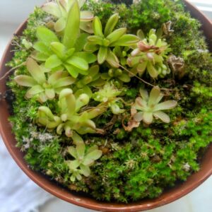 Pinguicula bcp crystal