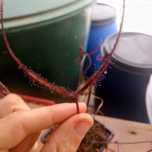 Drosera binata red burgundy