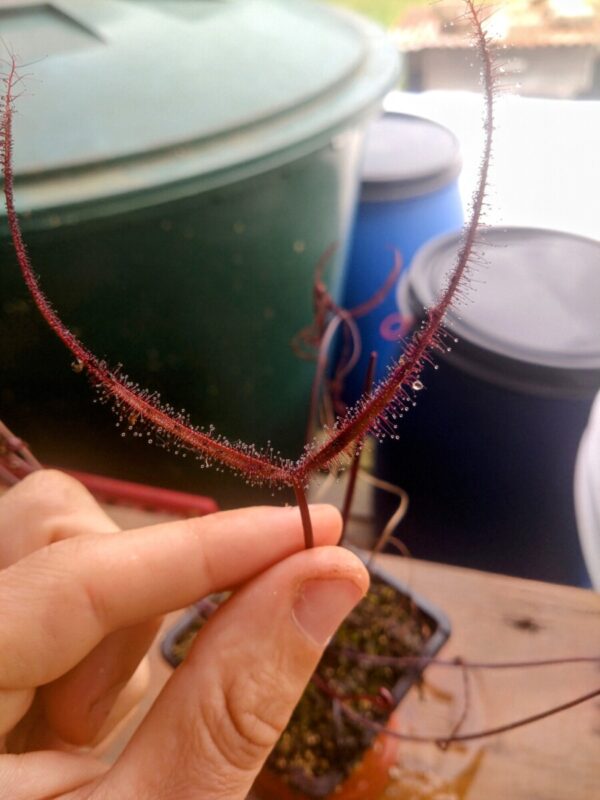 Drosera binata red burgundy