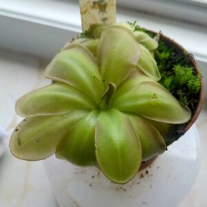 Pinguicula moranensis Guatemala chichicastenago