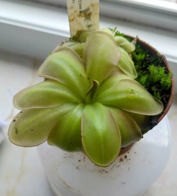 Pinguicula moranensis Guatemala chichicastenago