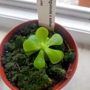 Pinguicula x sethos