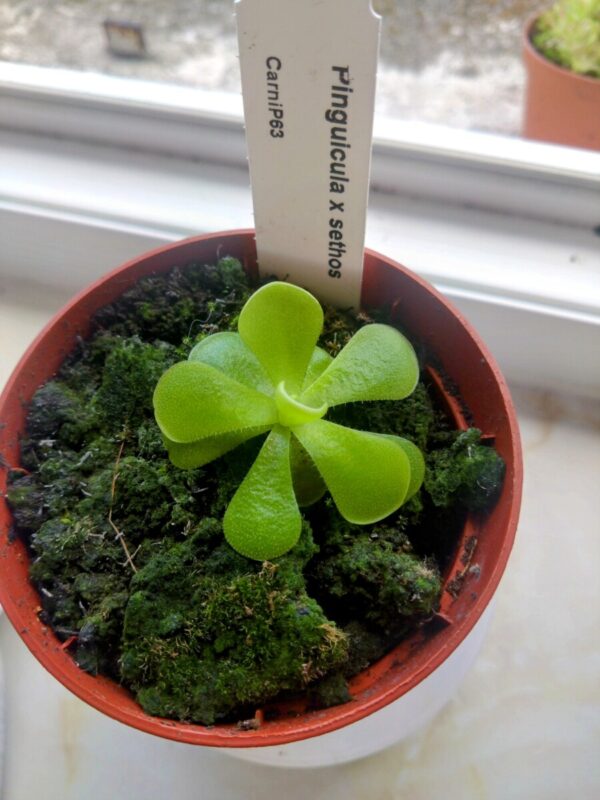 Pinguicula x sethos