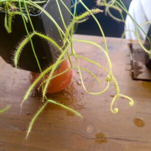 Drosera binata ghost