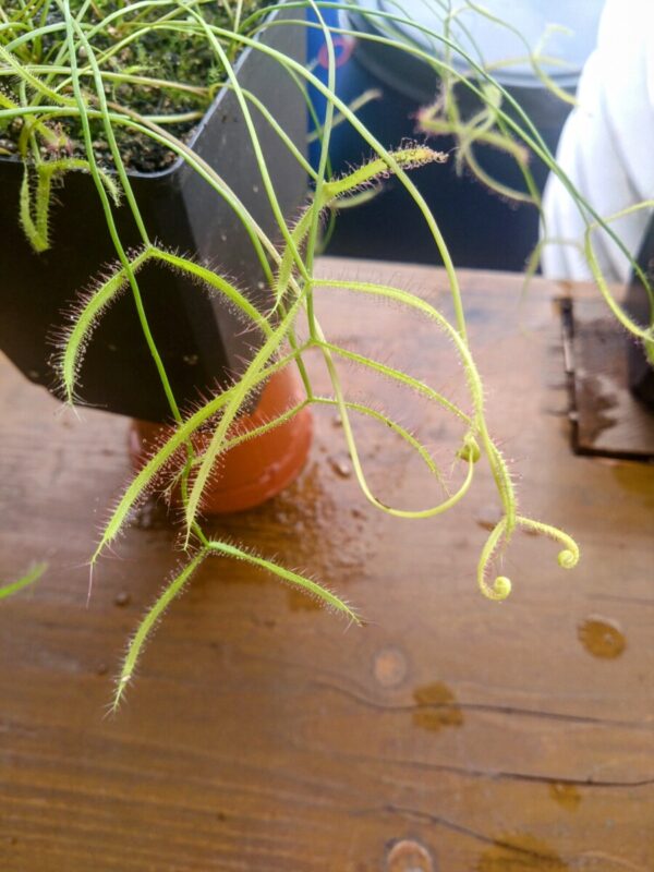 Drosera binata ghost