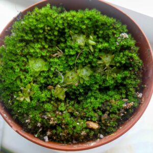 Pinguicula immaculata