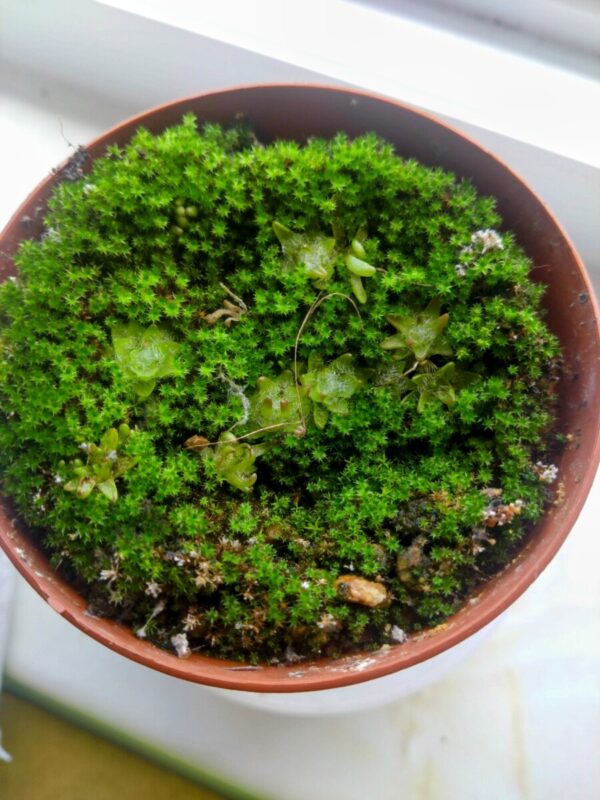 Pinguicula immaculata