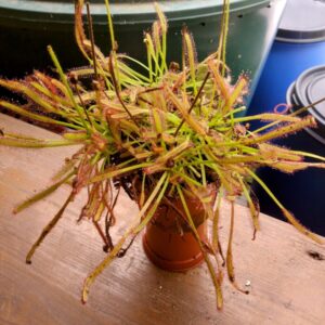 Drosera capensis Stellenbosch
