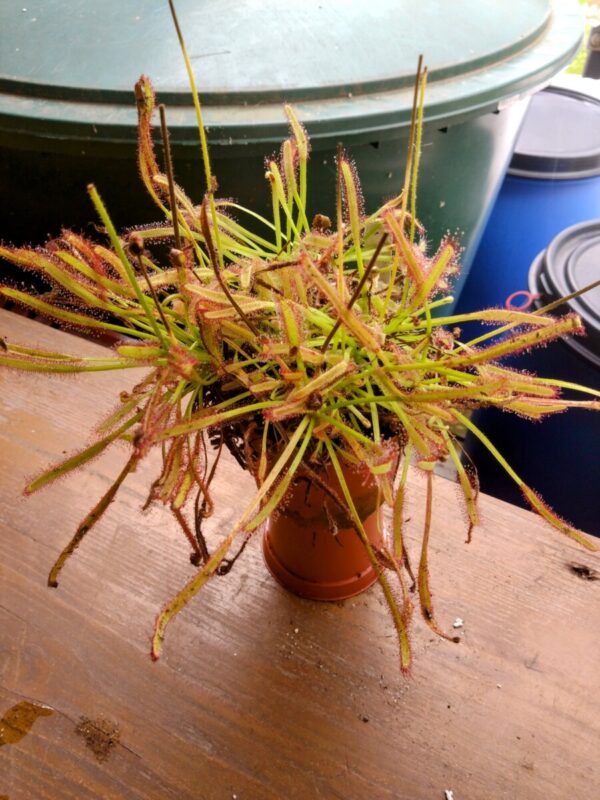 Drosera capensis Stellenbosch