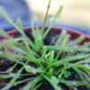 Drosera Capensis Violette – Image 2