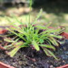 Drosera Capensis Violette – Image 4
