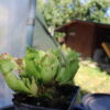 Sarracenia Purpurea Venosa – Image 2