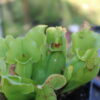 Sarracenia Purpurea Venosa – Image 3
