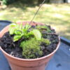Dionaea Muscipula – Image 3