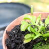 Dionaea Muscipula – Image 4