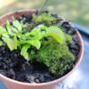 Dionaea Muscipula – Image 5